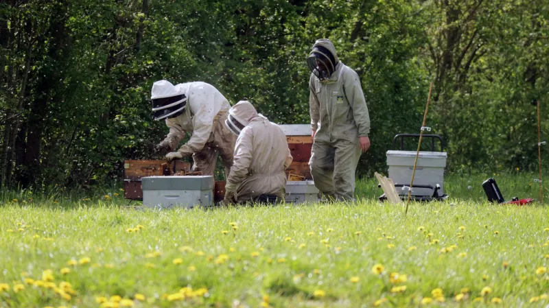 Liquid Gold and Ancient Ale: Inside Britain's Honey and Mead Renaissance