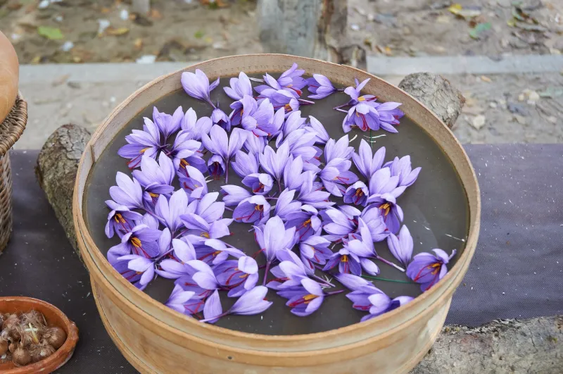 Grow Your Own Flavour: The Rare Herbs and Edible Botanicals Thriving in British Gardens