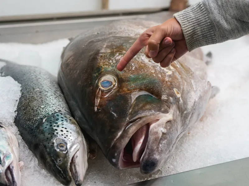 Off the Beaten Shoal: The Underrated British Seafood Your Fishmonger Wants You to Try