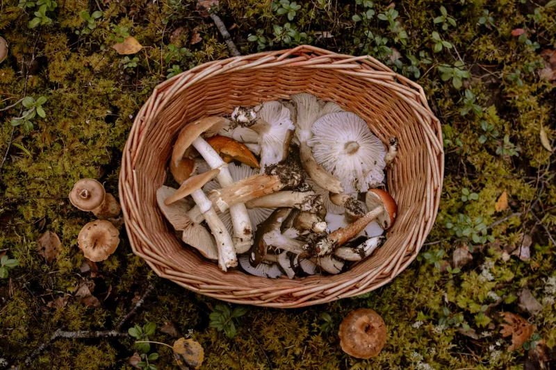 Beyond the Button Mushroom: The Wild and Cultivated Fungi Changing What British Cooks Are Eating
