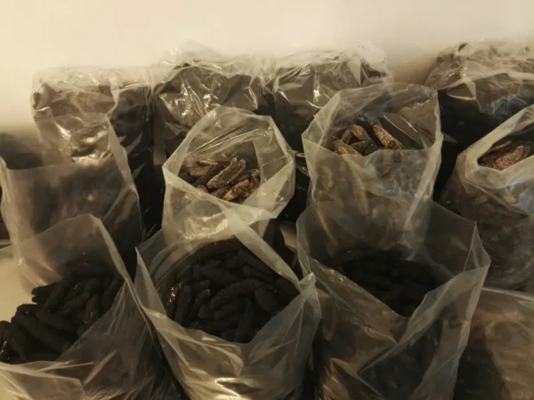 Wholesale Dry Sea Cucumber - Image 5